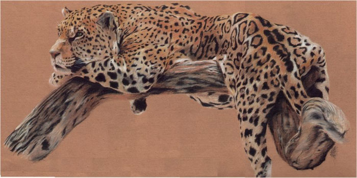 leopard (700x350, 67Kb)