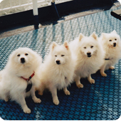 82463640_large_tumblr_lvxpb09JCi1r6hdpno1_500_large (170x170, 66Kb)