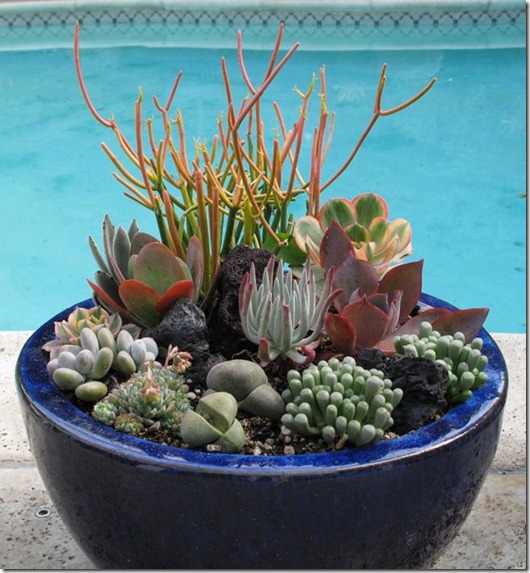 succulent-garden-in-home-and-outdoor1-2_thumb (530x573, 102Kb)
