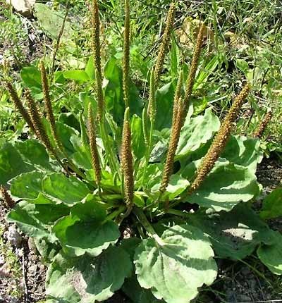 plantain-plante-medicinale_ (400x430, 70Kb)