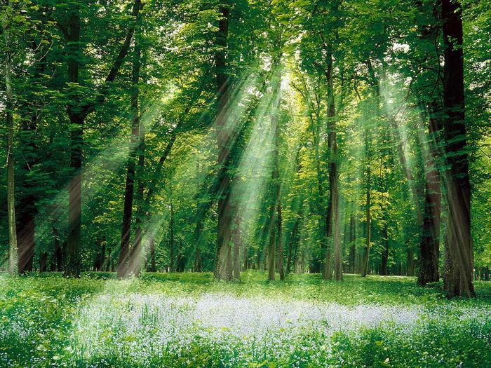 magical_forest_1058 (700x525, 128Kb)