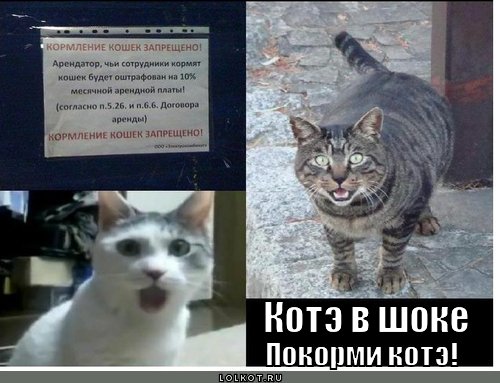 pokormi-kote_1310562918 (500x383, 46Kb)