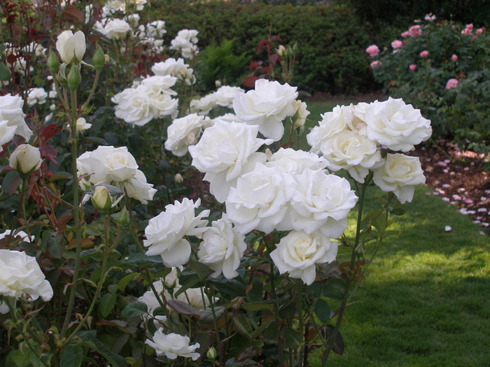 3241851_068_White_roses__International_Rose_Garden_in_Portland (700x525, 152Kb)