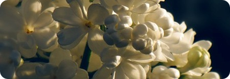 3815384_1328322778 (450x155, 115Kb)