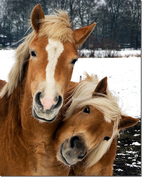 3911698_horseslove_3_1 (484x604, 110Kb)