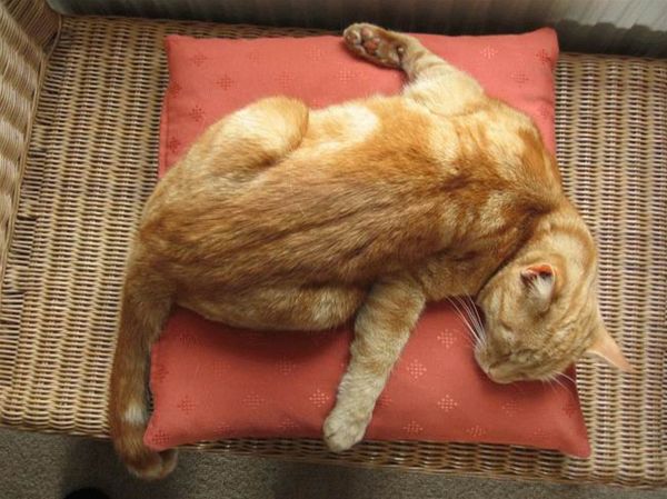 3518263_Yellow_Cat_On_Pillow_2MmbRFwknB43dzjRQn3g (600x449, 56Kb)