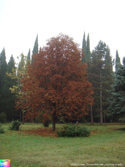 Деревья в грузии фото и названия
