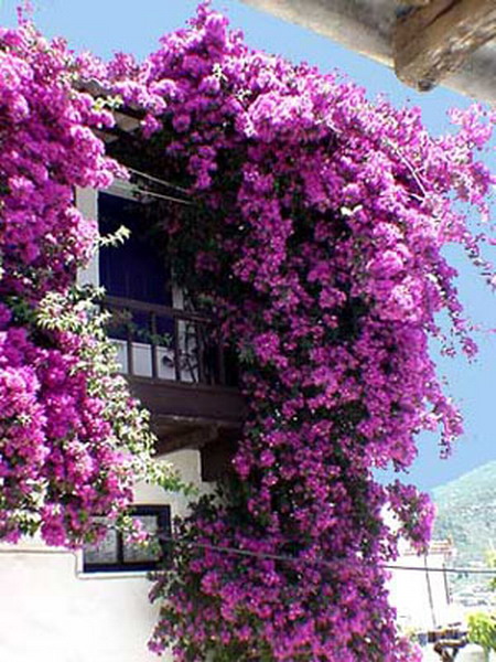 bougainvillea2 (450x600, 109Kb)