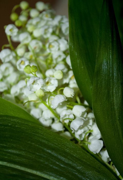 DSC_1899.1 (479x700, 368Kb)