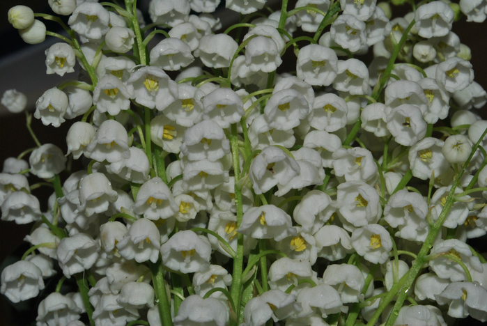 DSC_1946 (700x468, 414Kb)