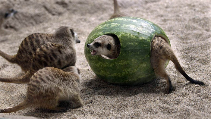 animals 2-8 (700x395, 114Kb)