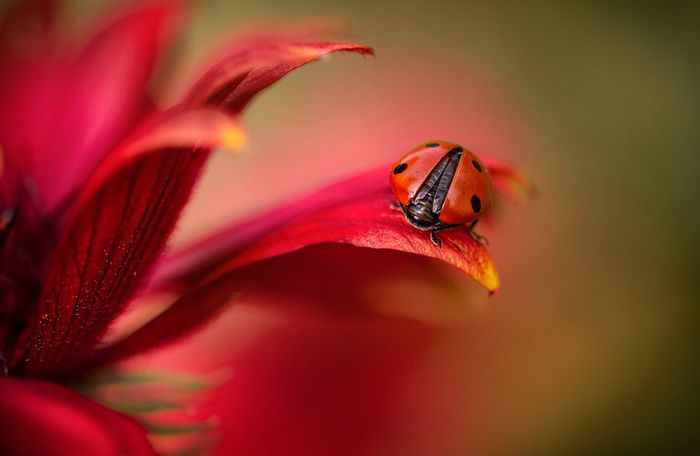 Mandy Disher - Simply red (700x456, 23Kb)