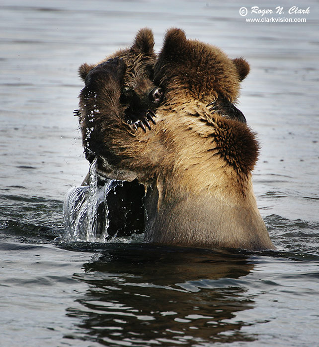 Bear hug. Медведи обнимаются. В обнимку с медведем. Медвежата обнимаются. Медведь обнимает.