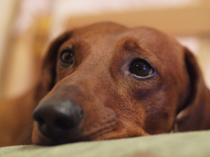 PC238636 (700x525, 426Kb)