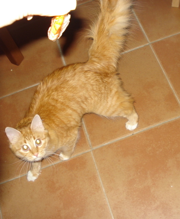 DSC02408 (573x700, 148Kb)