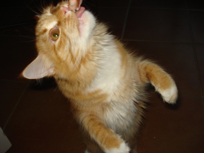 DSC02411 (700x525, 152Kb)