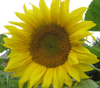 3826117_23_07_sunflower (320x282, 31Kb)
