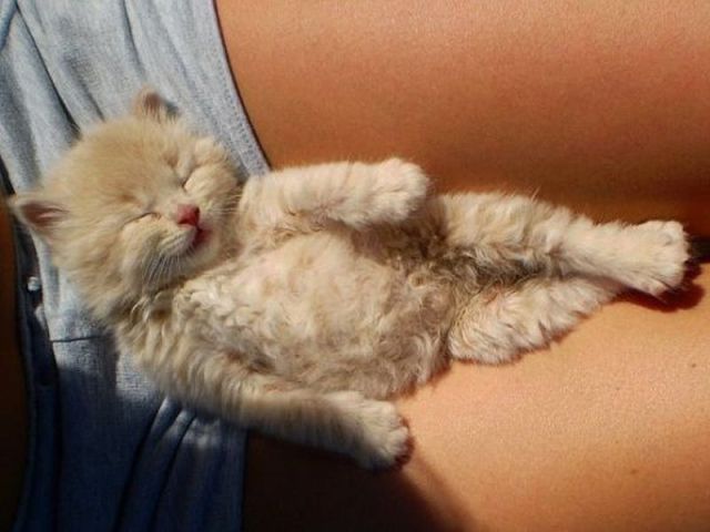 Animals_41 (640x480, 39Kb)