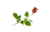 Flowers-thumbl (169x108, 4Kb)