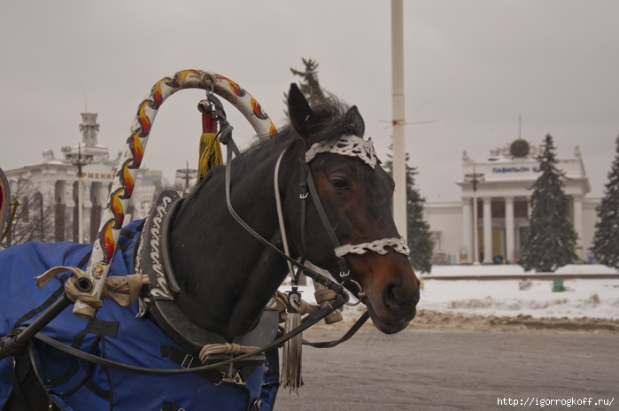 2830149_DSC_8699 (700x464, 204Kb)