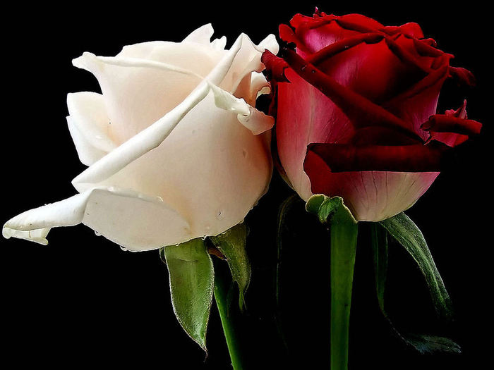red_nd_white_____rose_by_ajkop-d4efiqo (700x525, 48Kb)