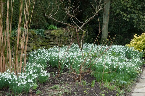 snowdrops-feb-2011-e1298742251375 (490x325, 76Kb)