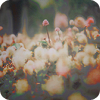 3705756_yellow_3 (100x100, 24Kb)