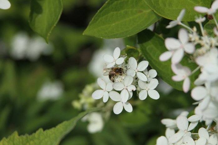 IMG_3167 (700x466, 132Kb)