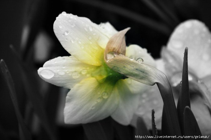 3387549439_b8a8d2abc1_o (700x466, 100Kb)