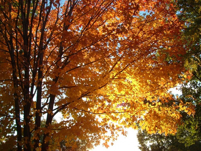 4761151_Nature_Seasons_Autumn__006055_ (700x525, 191Kb)