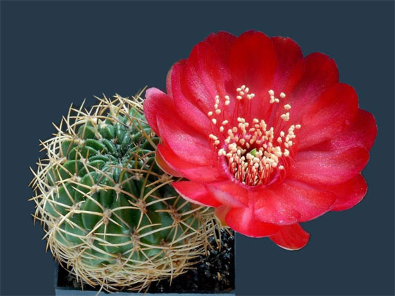 A variety of beautiful cactus (15) (570x428, 55Kb)