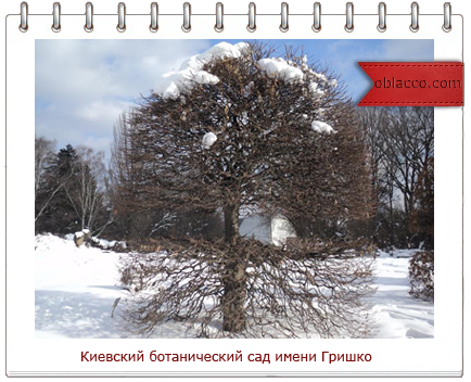 киевский ботанический сад/3518263_sad (434x352, 270Kb)