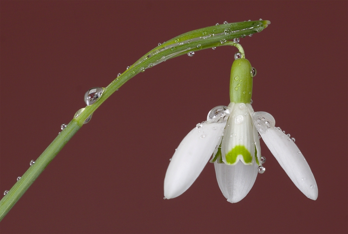 Galanthus_nivalis_(snowdrop)_flower_FS17 (700x470, 167Kb)