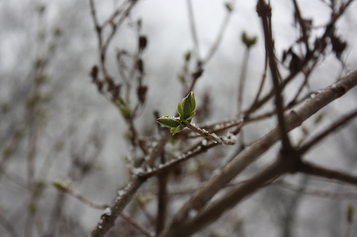 4052195_IMG_1316 (700x466, 278Kb)