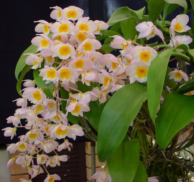 Dendrobium (620x582, 90Kb)