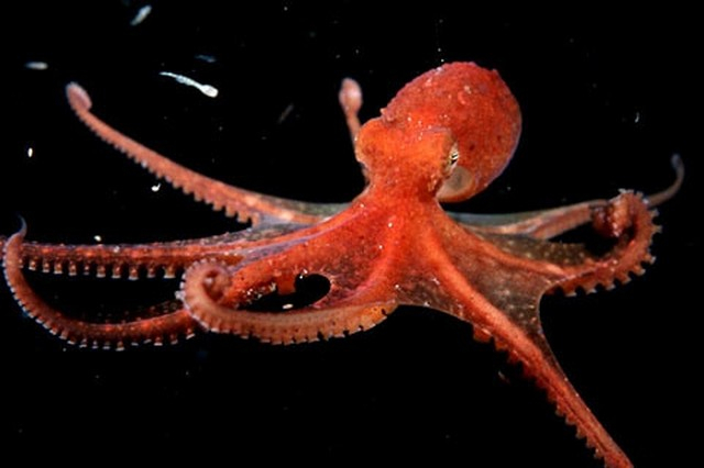 1349675929_octopus-vulgaris (640x426, 124Kb)