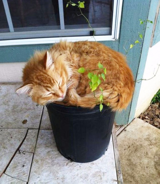 15210360-R3L8T8D-650-cat-in-flowerpot-2__605 (609x700, 411Kb)