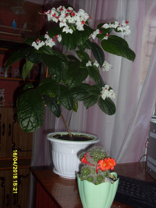 SL382001 (525x700, 421Kb)