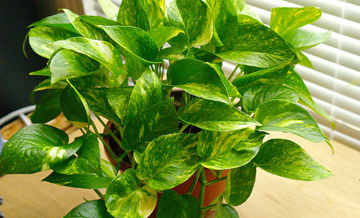 golden-pothos (520x315, 75Kb)