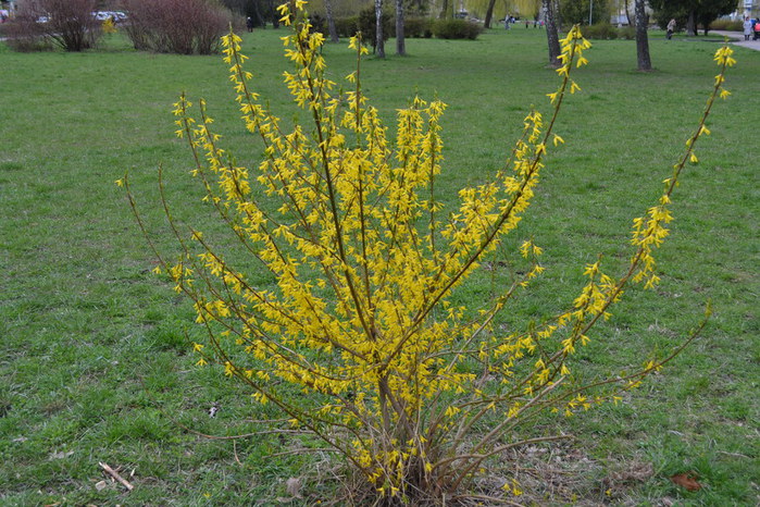 Куст цветет желтыми цветами весной фото