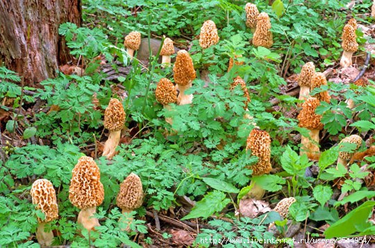 morel (540x357, 215Kb)