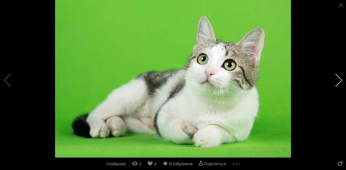 Яндекс.Фотки_20150428001651 (700x343, 93Kb)