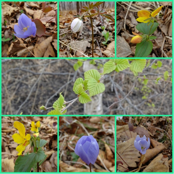 5559494_collage25 (700x700, 380Kb)