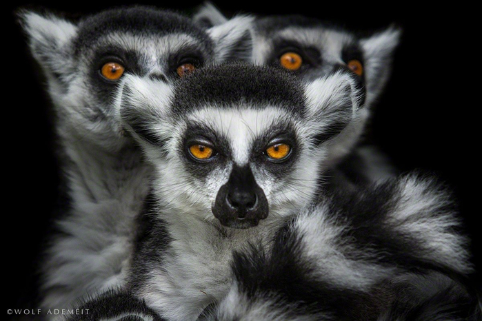 lemurs-live-in-groups-known-as-troops (700x466, 294Kb)