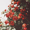 1430499746_tumblr_myryddqmK31sl01luo1_500 (100x100, 46Kb)