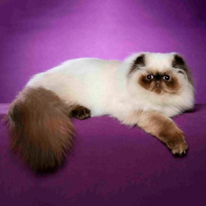 the_himalayan_cat (300x300, 54Kb)