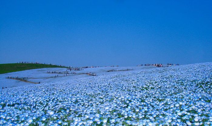 Nemophila-Harmony-Japan-1 (700x417, 62Kb)