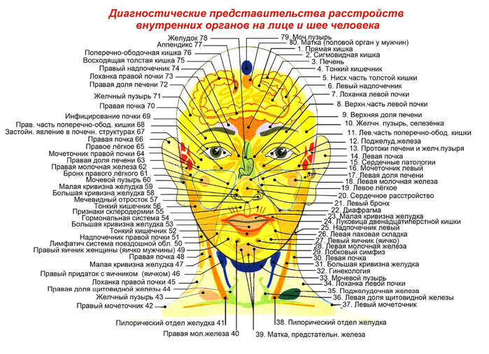 проекция органов на лице (700x506, 321Kb)