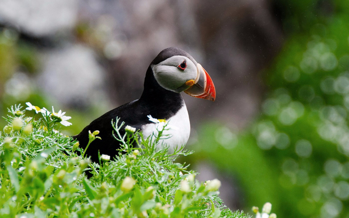 bird-puffin-2560x1600 (700x437, 340Kb)