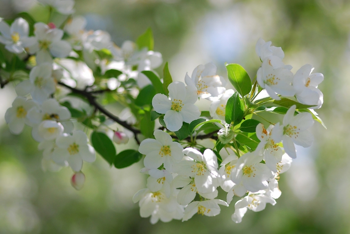 3509727____flowering_branch_of_pear_20150615_1379789942 (700x468, 200Kb)